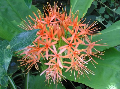 P8040090.JPG (250.44 KiB) Przejrzano 692 razy P8040090.JPG