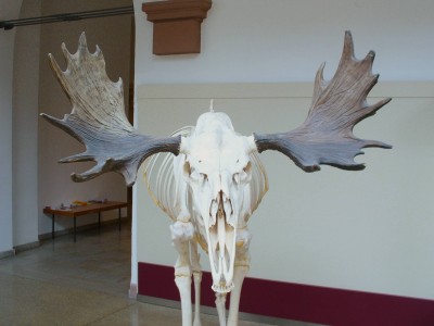 Moose_Skeleton.jpg
