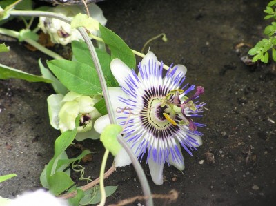 P8040073.JPG (234.55 KiB) Przejrzano 700 razy P8040073.JPG