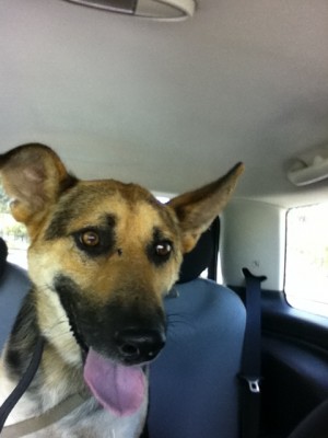 Obraz 006.jpg (97.31 KiB) Przejrzano 1101 razy Obraz 006.jpg