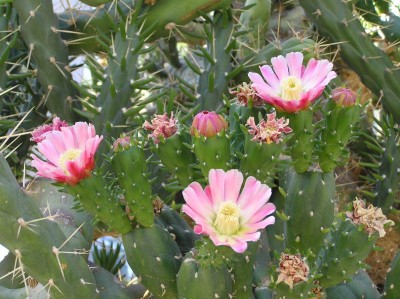 P8040067.JPG (246.88 KiB) Przejrzano 709 razy P8040067.JPG