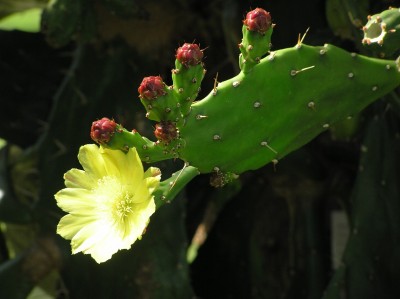 P8040057.JPG (207.37 KiB) Przejrzano 711 razy P8040057.JPG