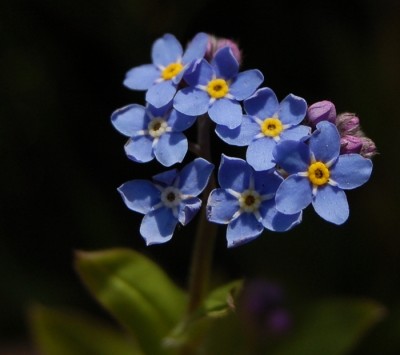 serduszko.jpeg (216.31 KiB) Przejrzano 524 razy serduszko.jpeg