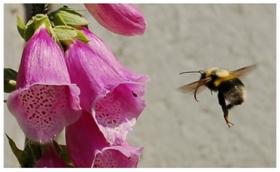 baczek.jpeg (240.84 KiB) Przejrzano 531 razy baczek.jpeg