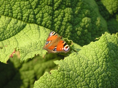 P9040290.JPG (238.07 KiB) Przejrzano 535 razy P9040290.JPG