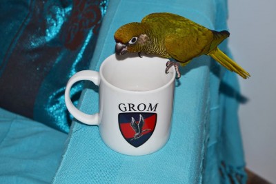 gizmo.jpg