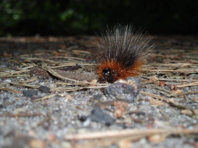 P6190066.jpg (105.85 KiB) Przejrzano 470 razy P6190066.jpg