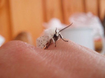 P5300094.jpg (37.44 KiB) Przejrzano 479 razy P5300094.jpg