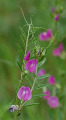 rozowe kwiatki.jpeg (184.5 KiB) Przejrzano 470 razy rozowe kwiatki.jpeg