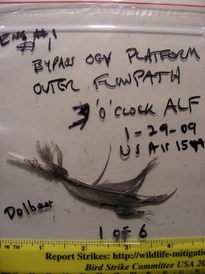 USAIR_1549_Bird_Feather.JPG