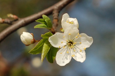 DSC_1268.jpg