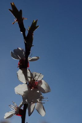 DSC_1454.jpg