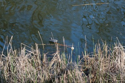 DSC_1560.jpg