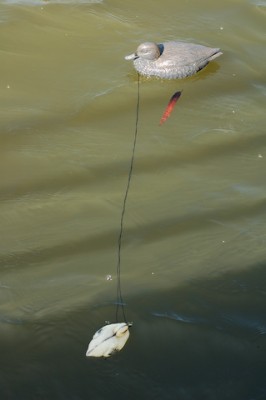 DSC_1531.jpg