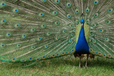 DSC_2115-1.jpg (241.58 KiB) Przejrzano 433 razy DSC_2115-1.jpg