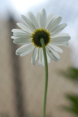 DSC_2386-1.jpg (135.86 KiB) Przejrzano 432 razy DSC_2386-1.jpg