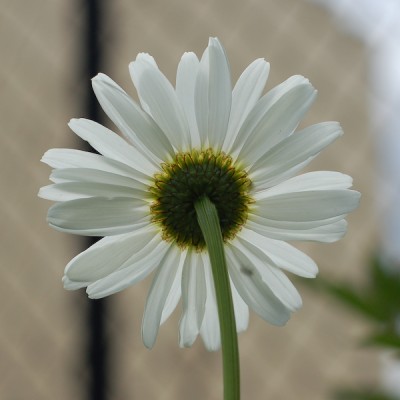 DSC_2382-1.jpg (228.79 KiB) Przejrzano 416 razy DSC_2382-1.jpg