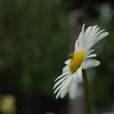 DSC_2411-1.jpg (228.9 KiB) Przejrzano 414 razy DSC_2411-1.jpg