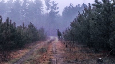 oś1.jpg (223.13 KiB) Przejrzano 1182 razy oś1.jpg