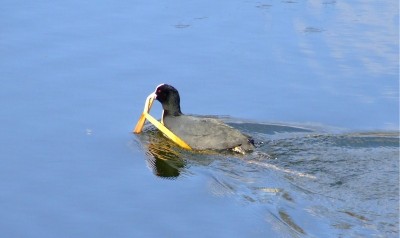kaczka.jpg (91.63 KiB) Przejrzano 482 razy kaczka.jpg