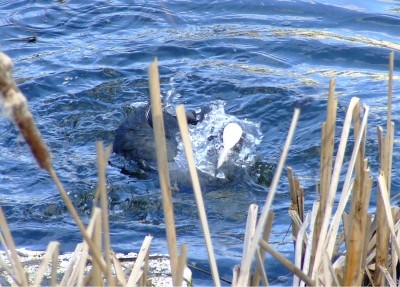 kaczka1.jpg (227.06 KiB) Przejrzano 487 razy kaczka1.jpg