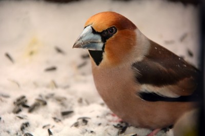 Grubo1.jpg (90.93 KiB) Przejrzano 5835 razy Grubo1.jpg