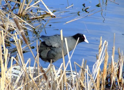 kaczka2.jpg (246.87 KiB) Przejrzano 483 razy kaczka2.jpg