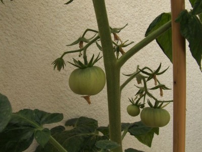 2009_07070021.JPG