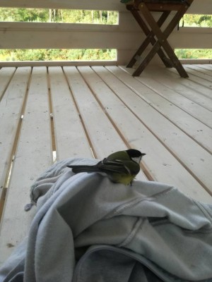 sikorka.jpg (64.03 KiB) Przejrzano 1551 razy sikorka.jpg