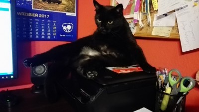 blackkocka.jpg