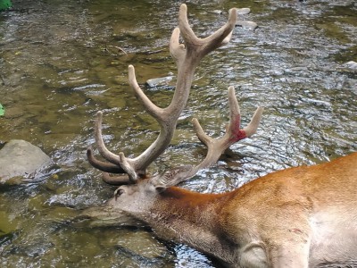 wolf.jpg (303.7 KiB) Przejrzano 1821 razy wolf.jpg