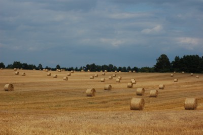 DSC_0920-1.jpg