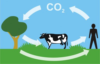 carboncycle.jpg