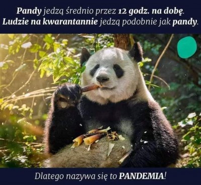 panda.jpg