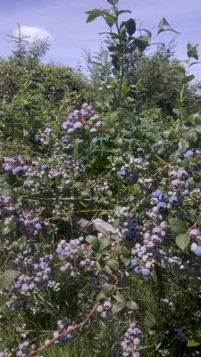 2019-07-14_12-53-40_703.jpg (1.65 MiB) Przejrzano 1972 razy 2019-07-14_12-53-40_703.jpg