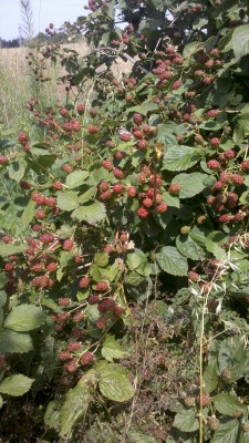 2019-07-14_13-15-29_694.jpg (1.85 MiB) Przejrzano 1972 razy 2019-07-14_13-15-29_694.jpg