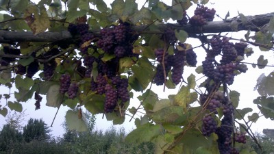 2019-09-26_17-32-39_804.jpg (1.26 MiB) Przejrzano 1963 razy 2019-09-26_17-32-39_804.jpg