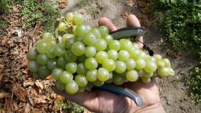 zamatos.jpg (1.53 MiB) Przejrzano 1726 razy zamatos.jpg