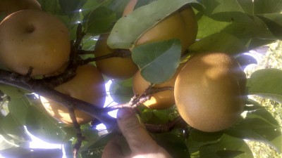 grucha.jpg (979.1 KiB) Przejrzano 1952 razy grucha.jpg