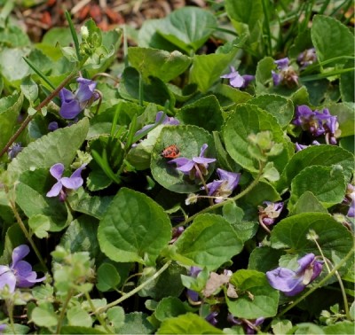 2.jpg (233.68 KiB) Przejrzano 482 razy 2.jpg