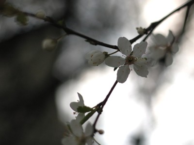 4.jpg (128.19 KiB) Przejrzano 472 razy 4.jpg