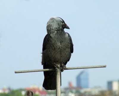 czarna mewa.JPG