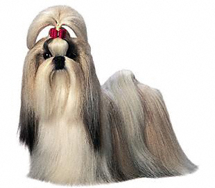 shih_tzu.jpg