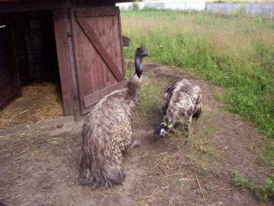 101_1330.jpg (50.06 KiB) Przejrzano 2326 razy 101_1330.jpg