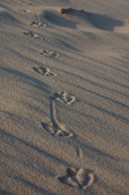 lapki mew.jpg (202.46 KiB) Przejrzano 1065 razy lapki mew.jpg