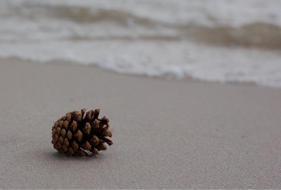 szyszka.jpg (154.81 KiB) Przejrzano 1075 razy szyszka.jpg