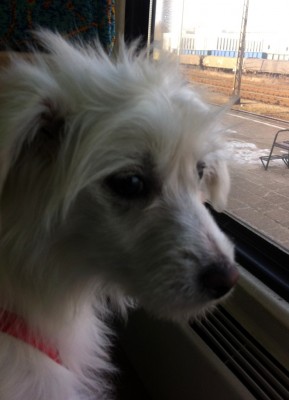 Fifi1.jpg
