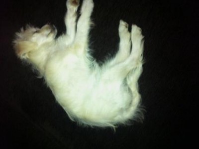 Fifi2.jpg