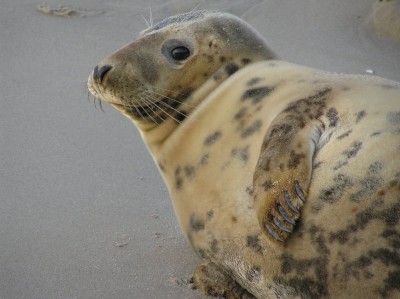 P8130179.JPG (197.95 KiB) Przejrzano 712 razy P8130179.JPG