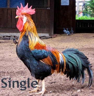 singiel.jpg